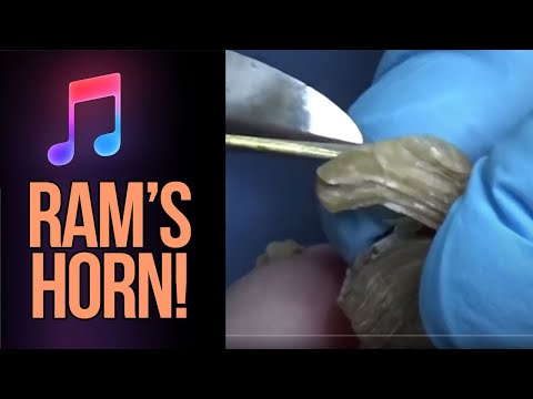 Huge Ram's Horn - Music To My Nails 1