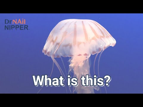 Dr Nail Nipper and the Aquarium (2022) 1