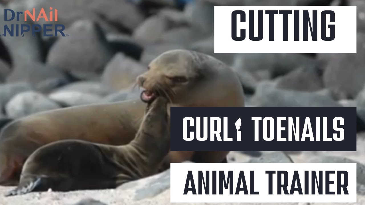 Throwback Animal Trainer and Cutting Curly Toenails Dr Nail Nipper